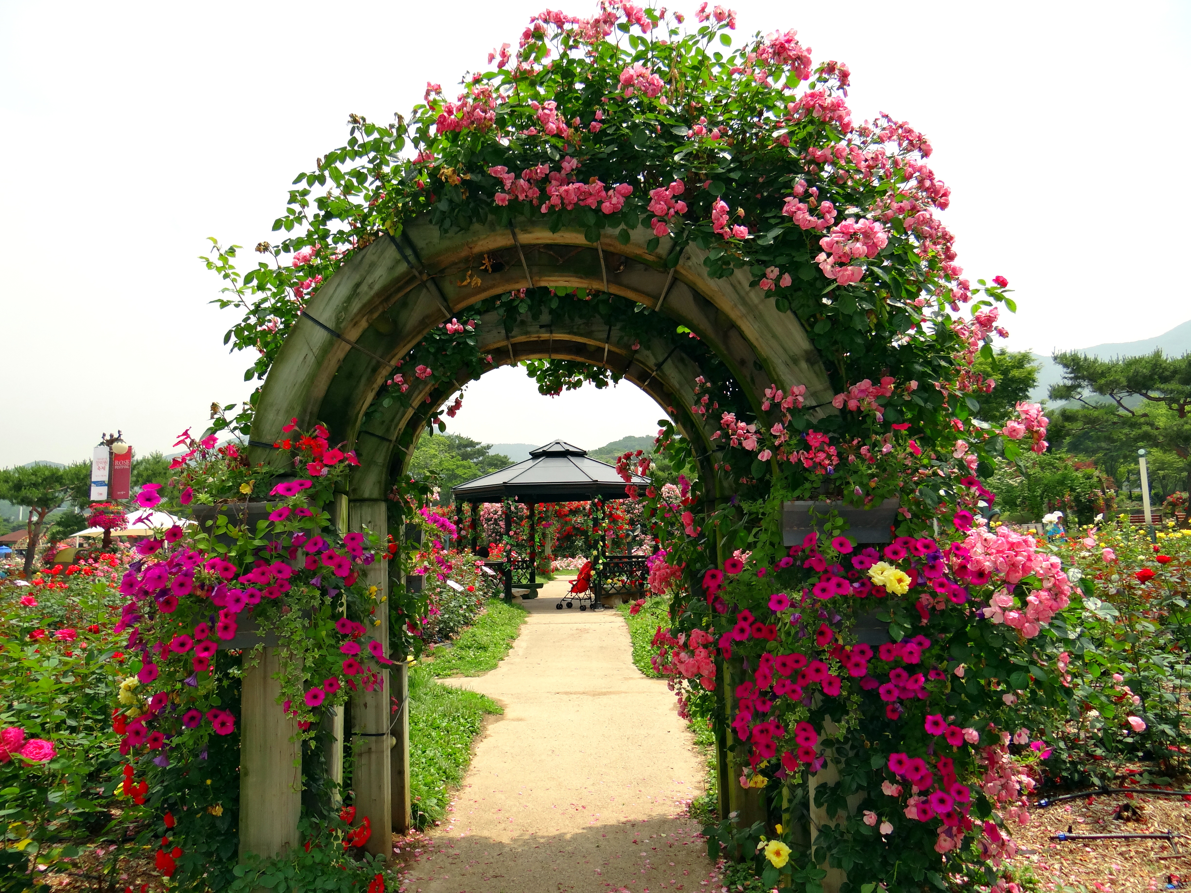 seoul rose garden festival | a life savored